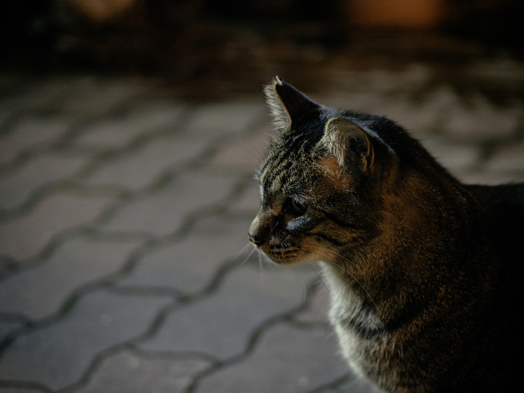 聞く猫