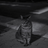 キジトラ通信