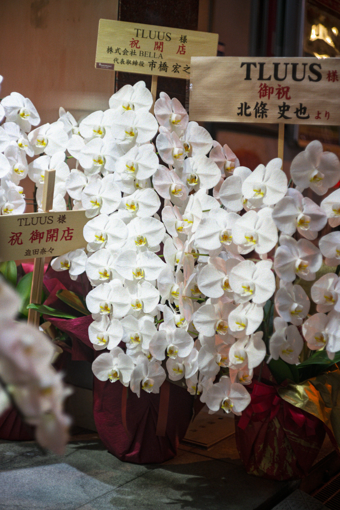 Mizushobai Orchid