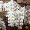 Mizushobai Orchid