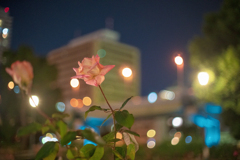 Winter Rose Fantasy 