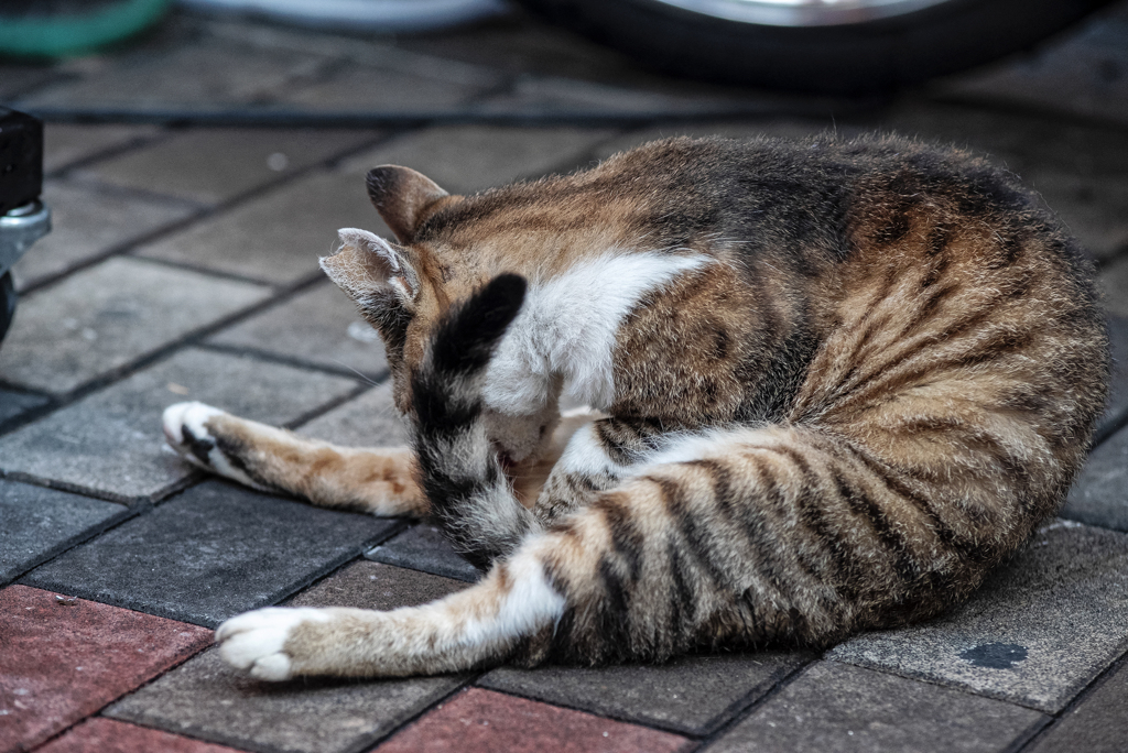 Nekosm