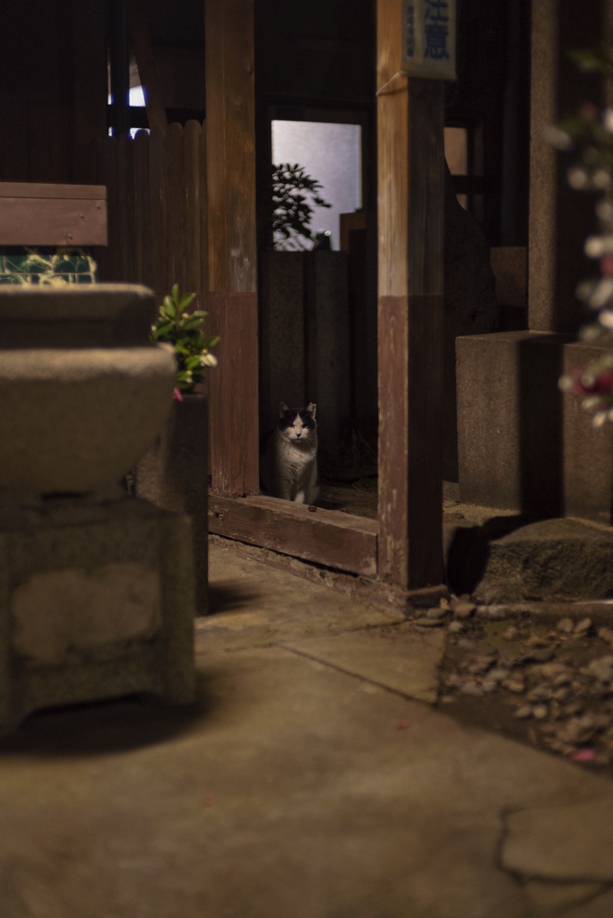猫塚を参拝する猫