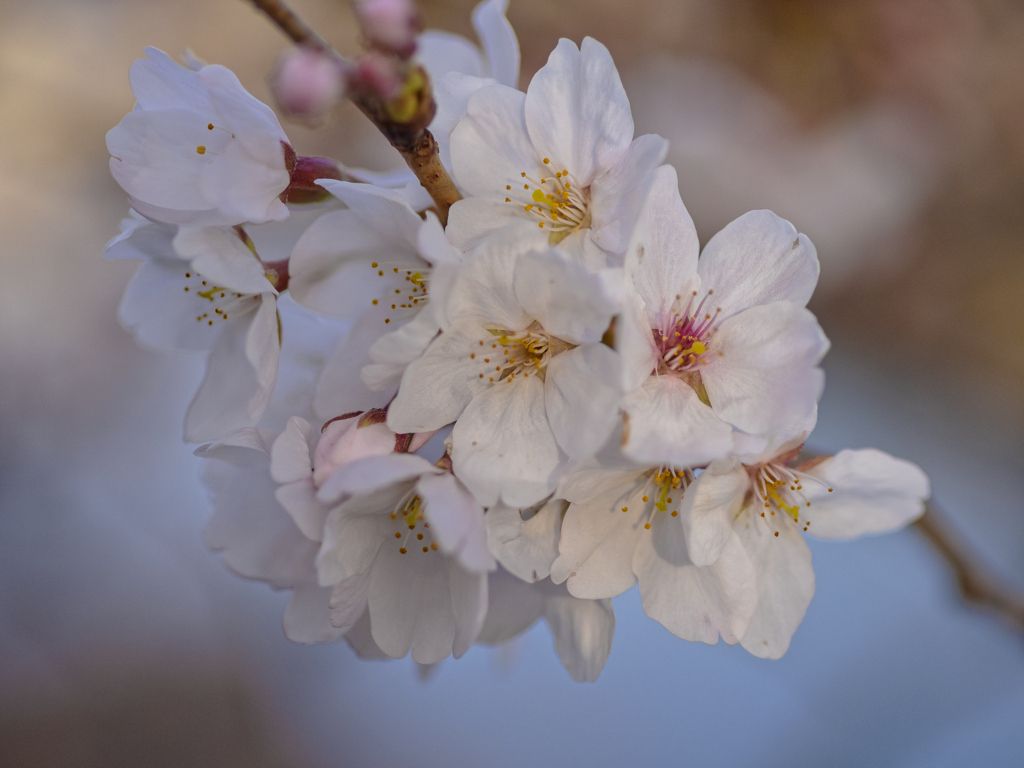 sakura color