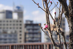 桃花も咲き初め