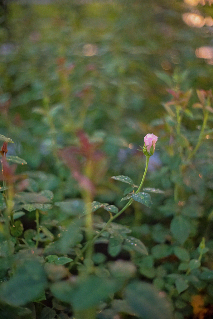 官能の夕闇　--雨に濡れたばかりの花々