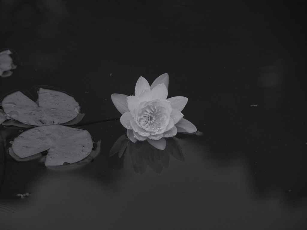 Nymphaea
