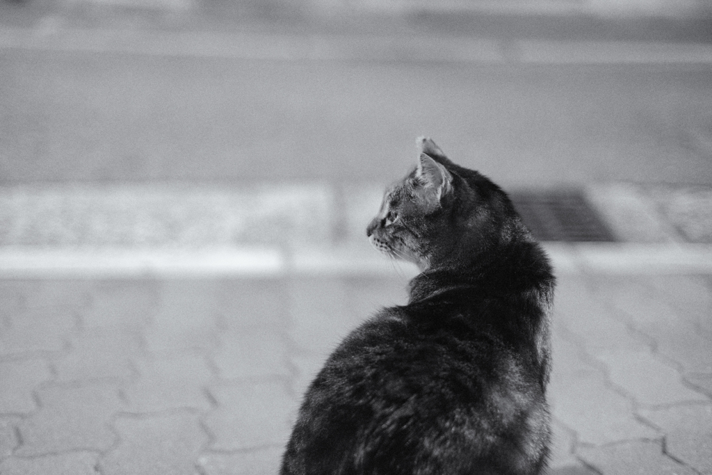 monochrome Brown tabby