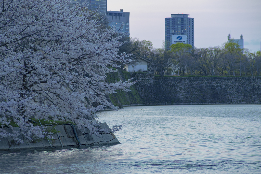 夕桜　20200402