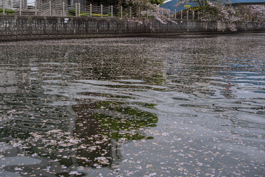 桜の花びらが不自然に滞留する　城北川のとある所