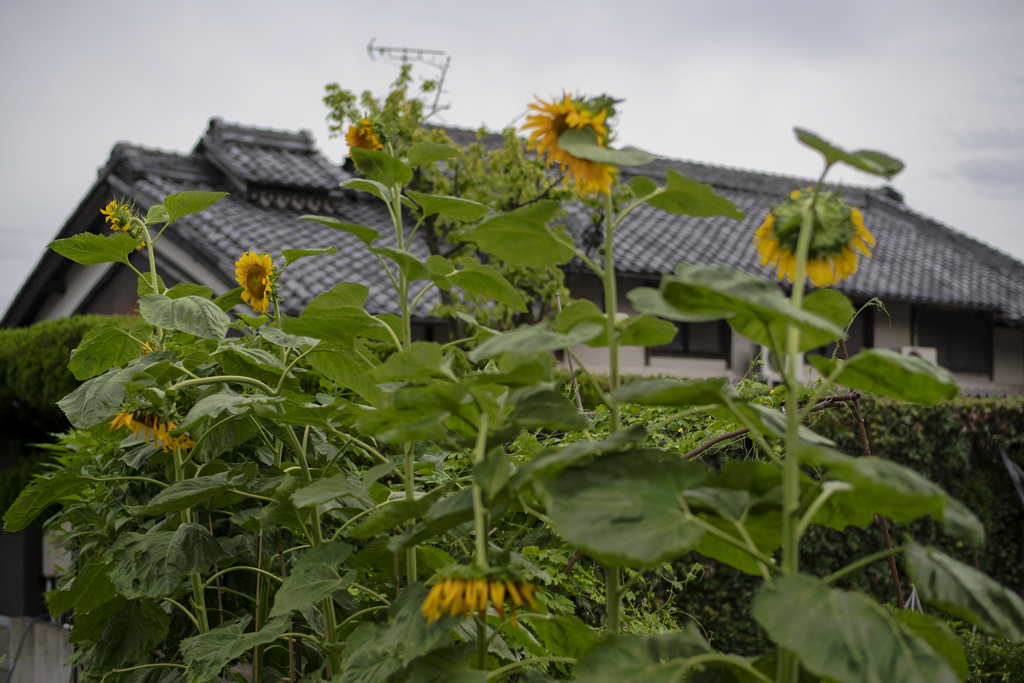 里山風景を良いレンズで丁寧に撮る快楽