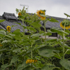 里山風景を良いレンズで丁寧に撮る快楽