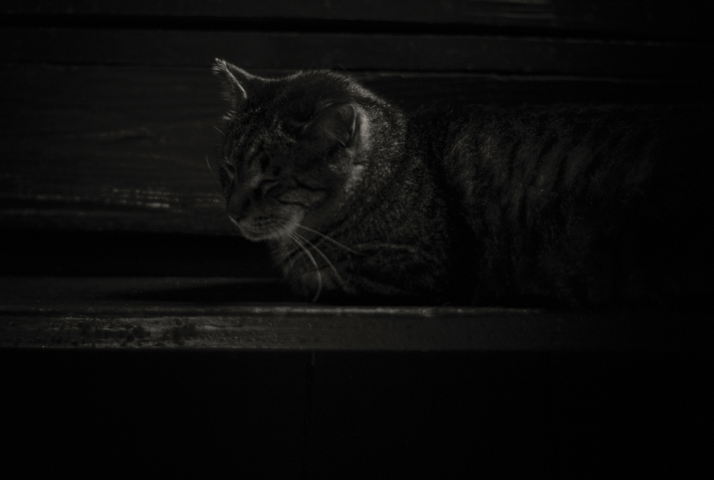 nealy echoal in the dark
