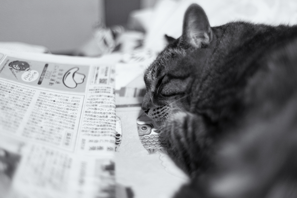 newspaper & brown tabby