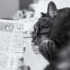 newspaper & brown tabby