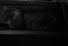 brown tabby in a sleeping