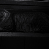 brown tabby in a sleeping