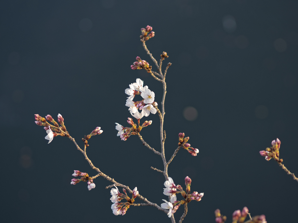 sakura color