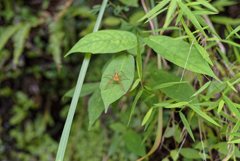 蜘蛛という必然性