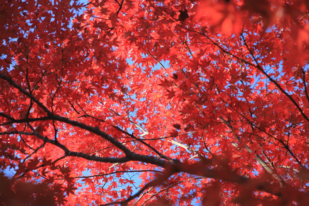 紅葉
