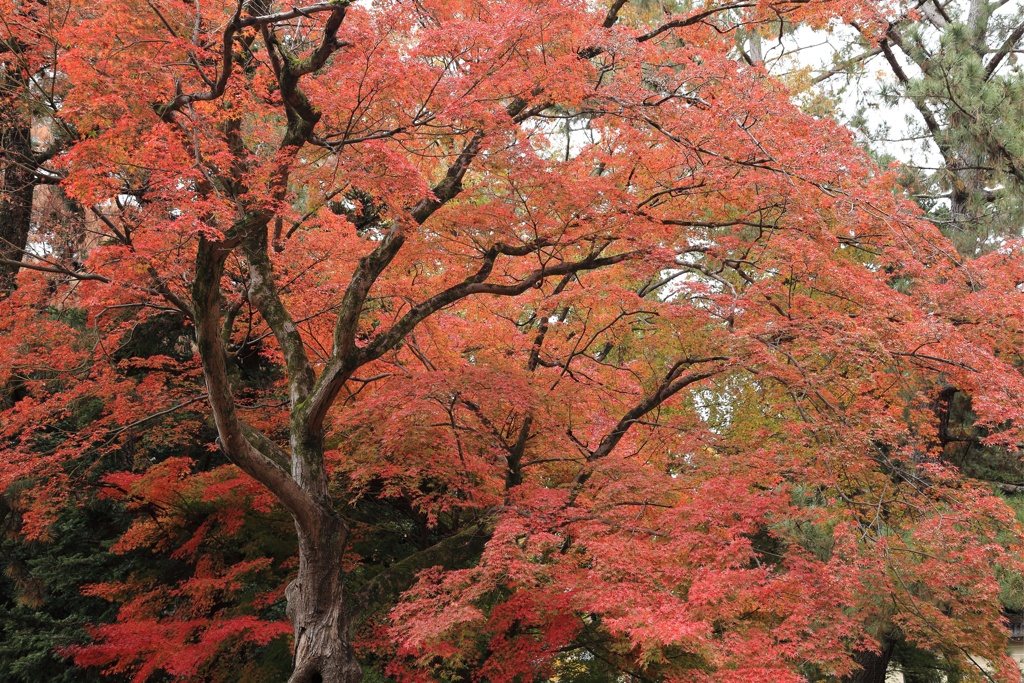 紅葉