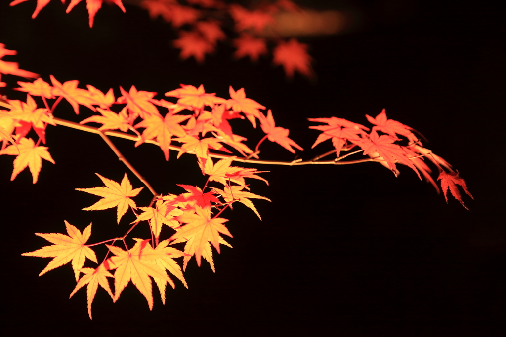 紅葉