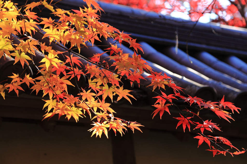 紅葉