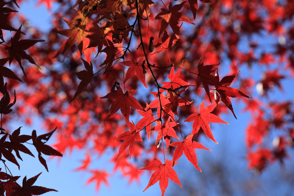 紅葉
