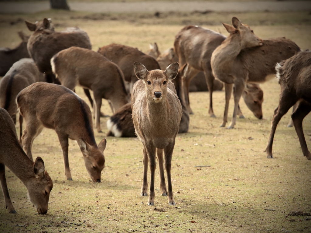 奈良公園の鹿