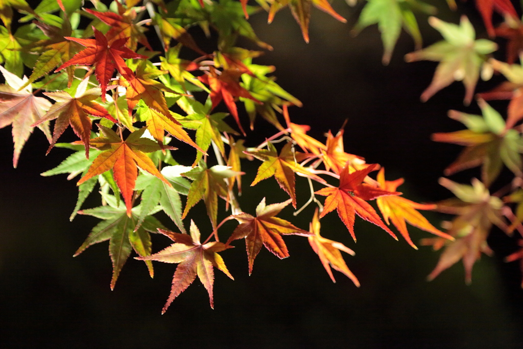 紅葉