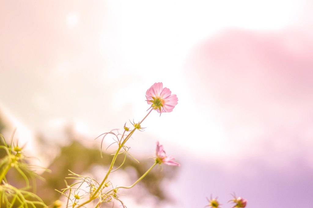 秋桜