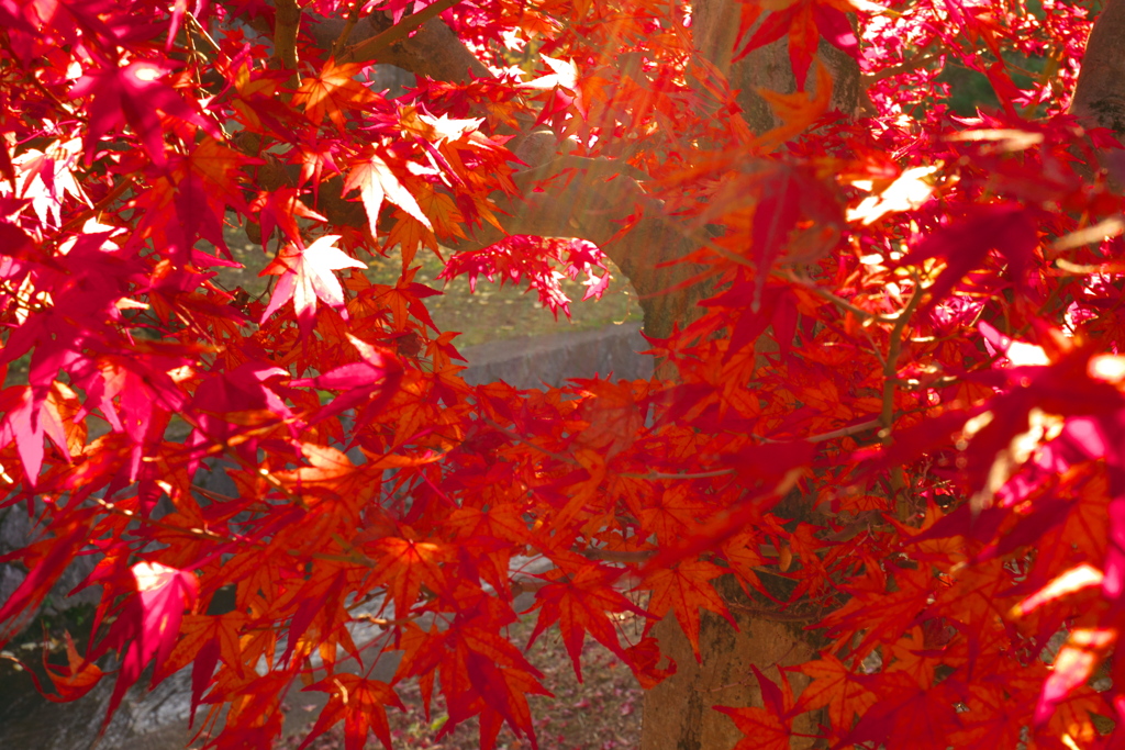 紅葉