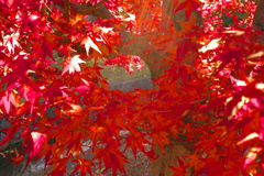 紅葉