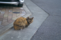 こっち見た