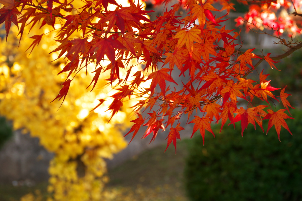 紅と黄