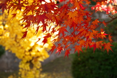 紅と黄