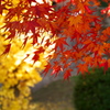 紅と黄