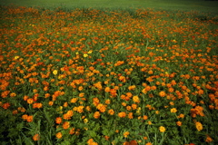 花畑