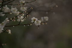 月ヶ瀬梅林入口
