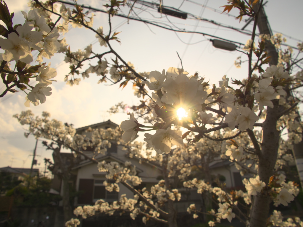 桜と夕日