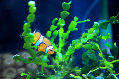 カクレクマノミ