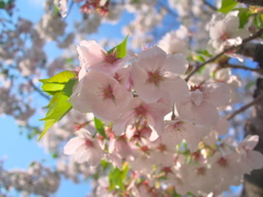 葉桜