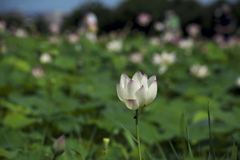 開きかけの蓮