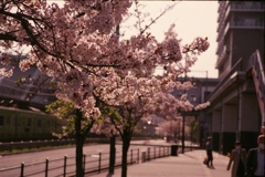 駅の桜
