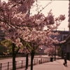 駅の桜