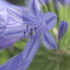 紫君子蘭マクロ