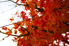 紅葉おさめ