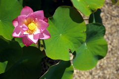 蓮　水滴付き