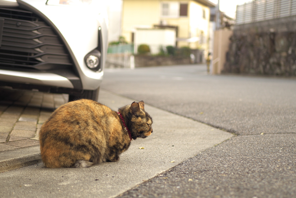 初猫