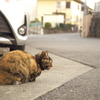 初猫